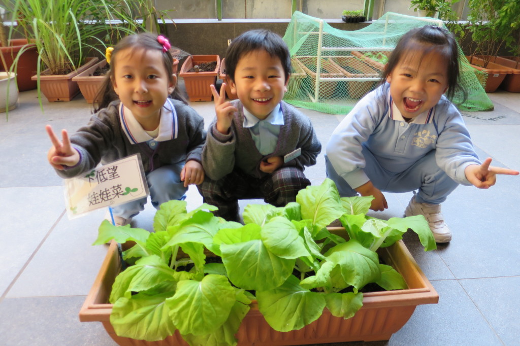 平台種植活動